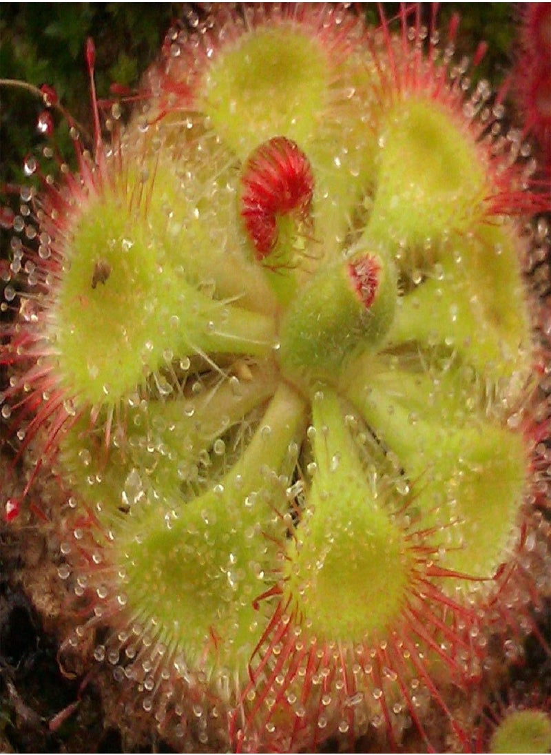 GGOOT - 20Pcs Drosera Falconeri Seeds Rare Carnivorous Plant Seeds Easy Grow Bonsai Potted Plant Decor Seed - Image 1