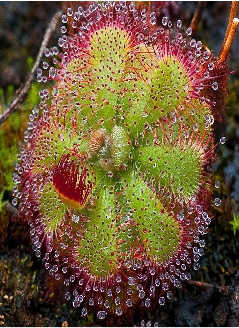 GGOOT - 20Pcs Drosera Falconeri Seeds Rare Carnivorous Plant Seeds Easy Grow Bonsai Potted Plant Decor Seed - Image 1