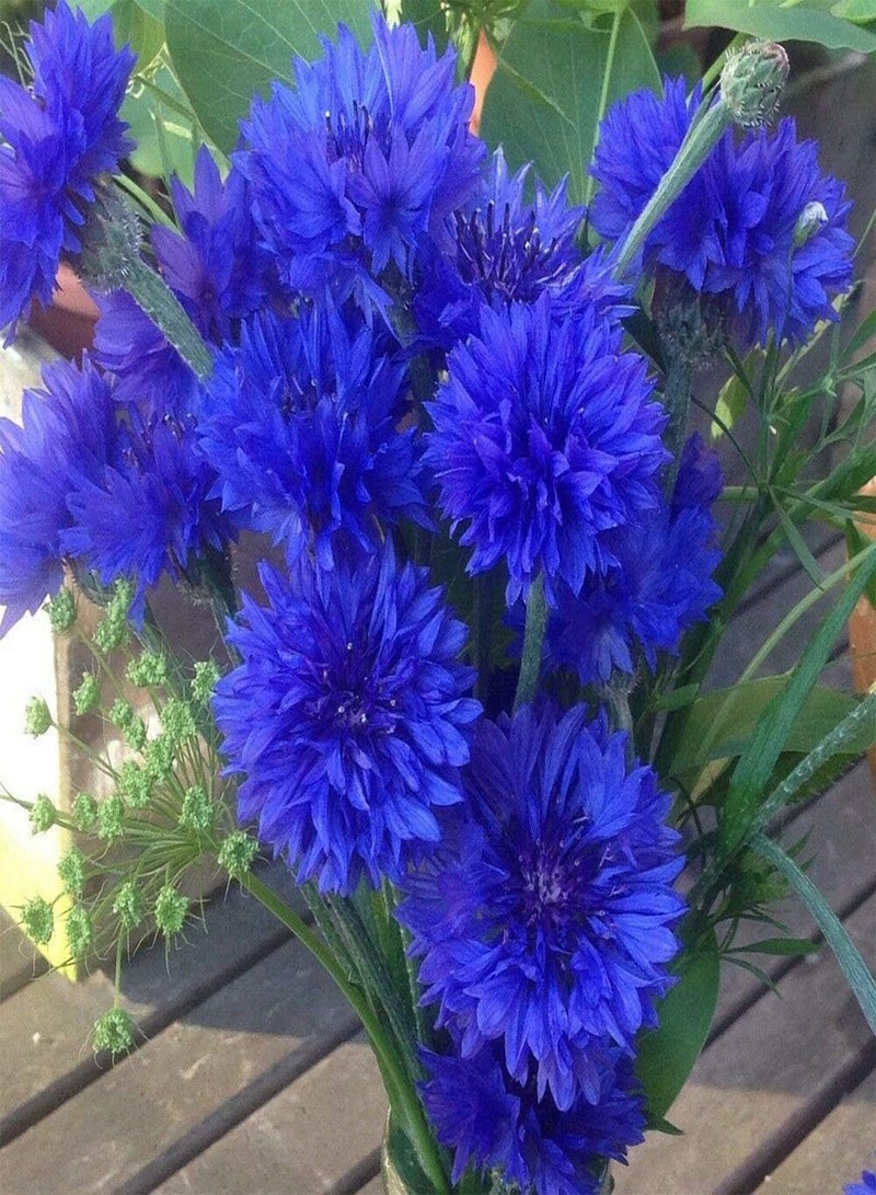 GGOOT Cornflower Blue Ball - Centaurea Cyanus Flower Seeds, Tall Double-Flowered Blue Cornflower Home Garden Planting by Heavy Torch, 4400 Seeds