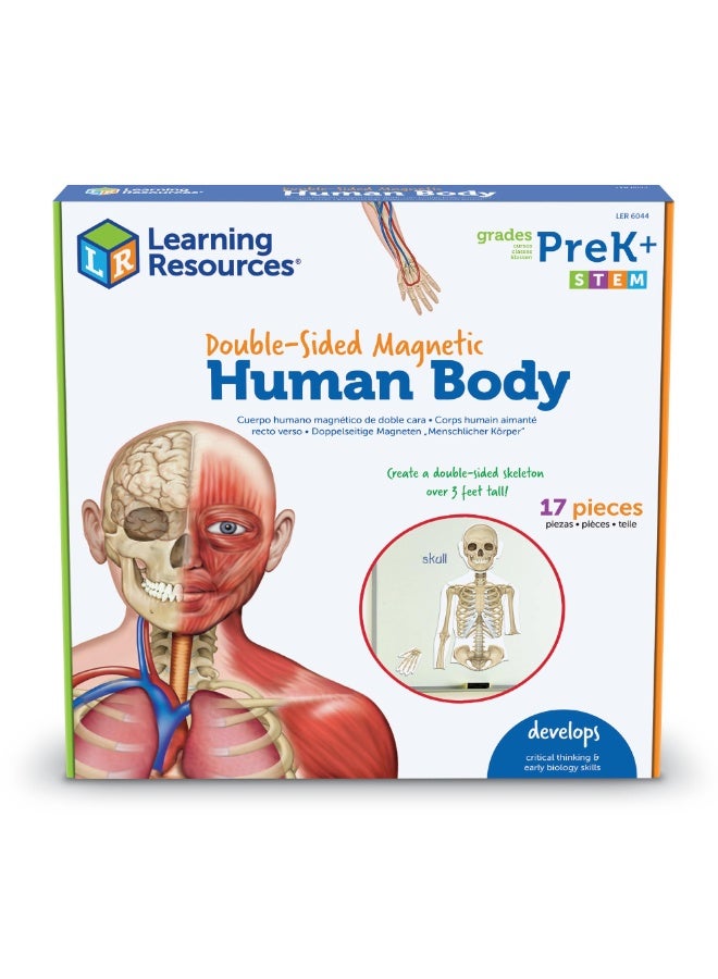Learning Resources Double-Sided Magnetic Human Body 17-Piece Anatomy Model for Kids Educational Toy | Magnetic Skeleton & Organs Science Learning Kit - Image 1