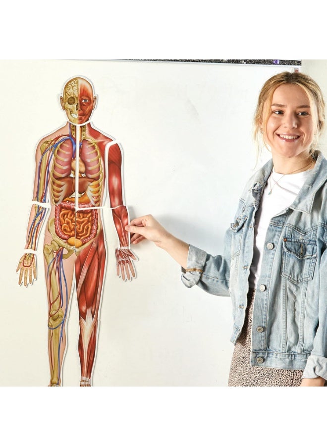 Learning Resources Double-Sided Magnetic Human Body 17-Piece Anatomy Model for Kids Educational Toy | Magnetic Skeleton & Organs Science Learning Kit - Image 2