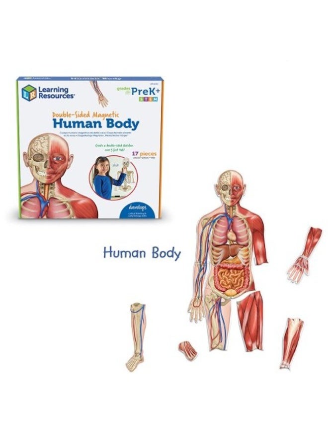 Learning Resources Double-Sided Magnetic Human Body 17-Piece Anatomy Model for Kids Educational Toy | Magnetic Skeleton & Organs Science Learning Kit - Image 3