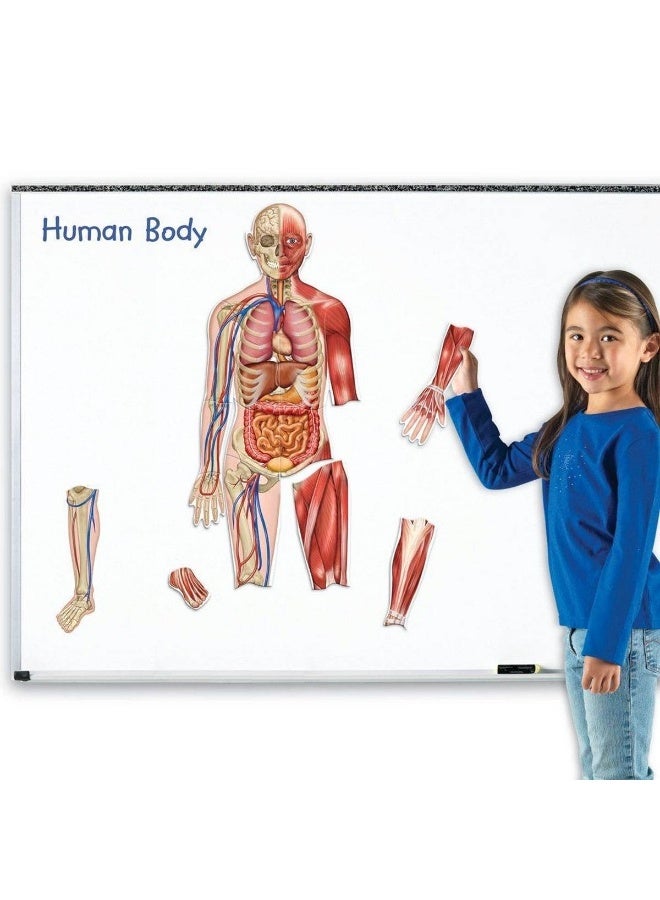 Learning Resources Double-Sided Magnetic Human Body 17-Piece Anatomy Model for Kids Educational Toy | Magnetic Skeleton & Organs Science Learning Kit - Image 4