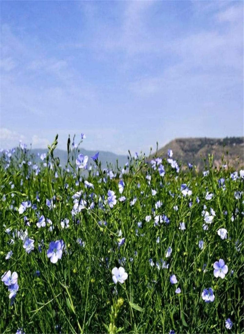 جي جوت بذور أزهار نباتات الزينة الموسمية، بذور الكتان - ممتازة - 500 غرام من بذور الكتان، أزهار زينة نادرة - Image 2