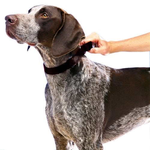 PetSafe Adjustable Martingale Collar - Only Tightens When Dogs Pull, Prevents Slipping Out - Helps with Strong Pullers, Increased Control - Alternative to Choke Collar - 3/4", Medium, Black - Image 2