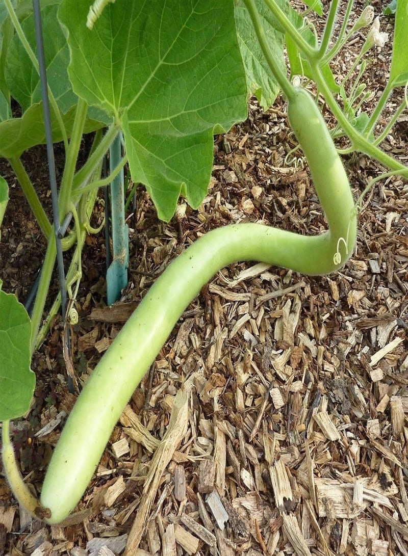 GGOOT Cucuzzi (Italian Edible) Gourd Seed, much like summer squash(25 Seeds) - Image 1