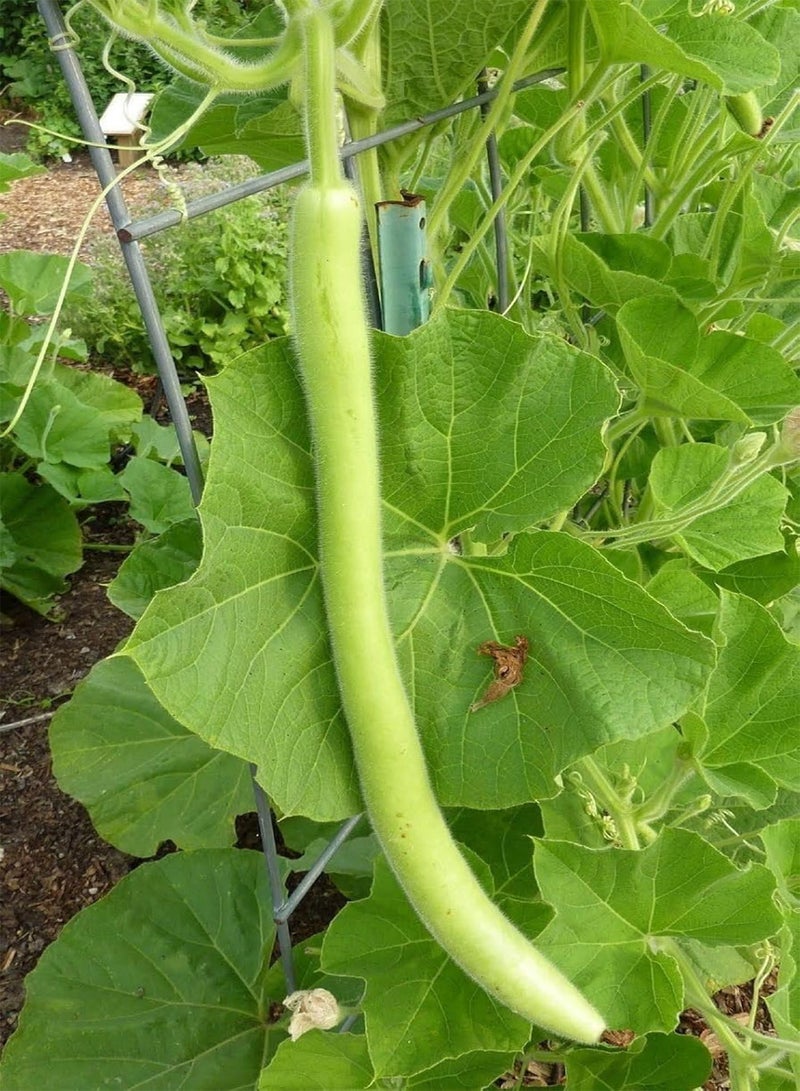 GGOOT Cucuzzi (Italian Edible) Gourd Seed, much like summer squash(25 Seeds) - Image 2