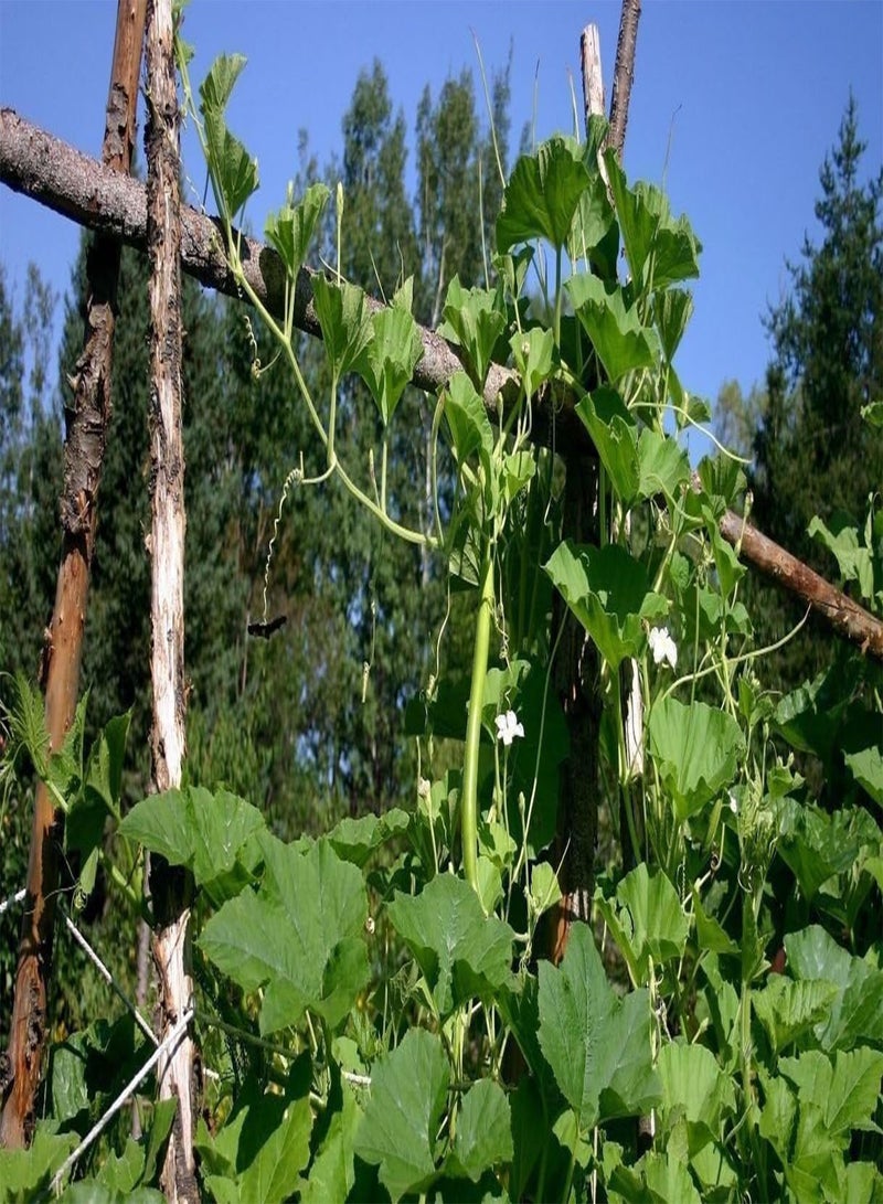 GGOOT Cucuzzi (Italian Edible) Gourd Seed, much like summer squash(25 Seeds) - Image 3