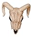 Crazy Bonez Ram Skull Halloween for Indoor and Outdoor Haunted House Skeleton Prop Decoration - Image 3