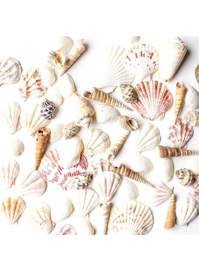 Super Z Outlet Sea Shells Mixed Beach Seashells - Various Sizes up to 2" Shells -Bag of Approx. 50 Seashells - Image 1