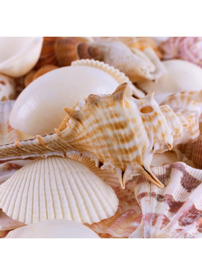 Super Z Outlet Sea Shells Mixed Beach Seashells - Various Sizes up to 2" Shells -Bag of Approx. 50 Seashells - Image 4