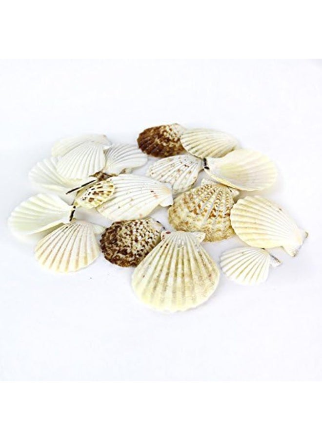 Super Z Outlet Sea Shells Mixed Beach Seashells - Various Sizes up to 2" Shells -Bag of Approx. 50 Seashells - Image 3
