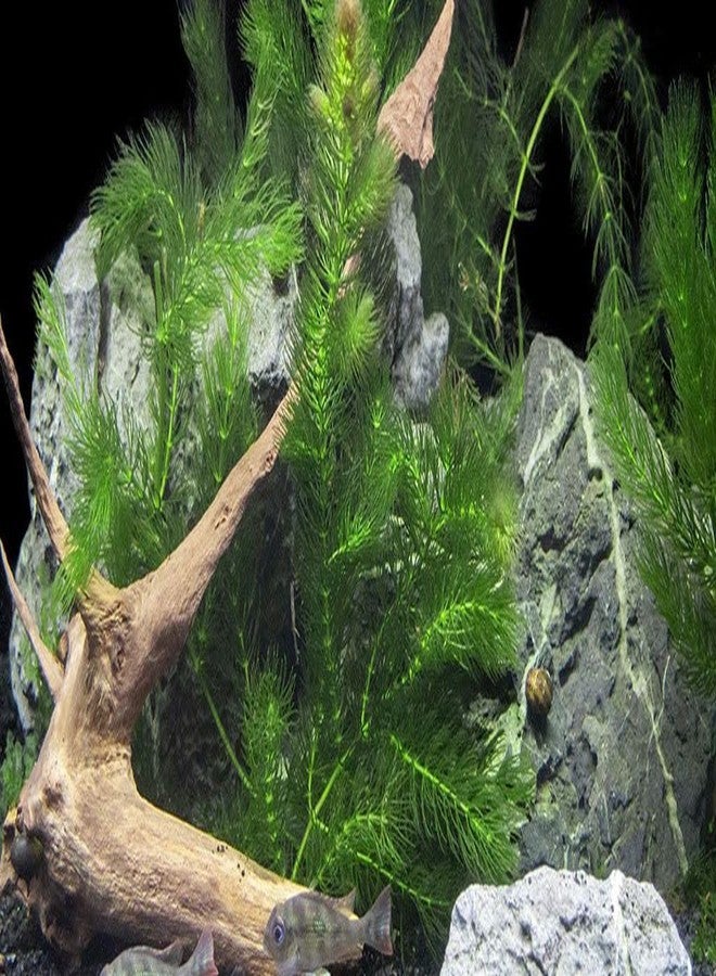 نبات ذيل الثعلب (Ceratophyllum demersum) لأحواض السمك (عبوة من 10 قطع) - Image 2