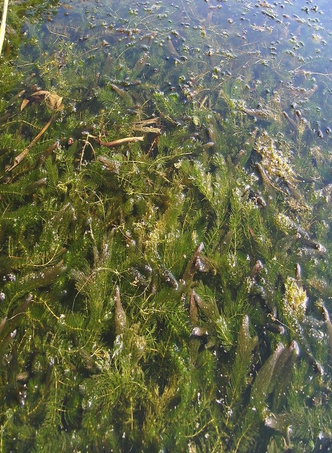 نبات ذيل الثعلب (Ceratophyllum demersum) لأحواض السمك (عبوة من 10 قطع) - Image 3