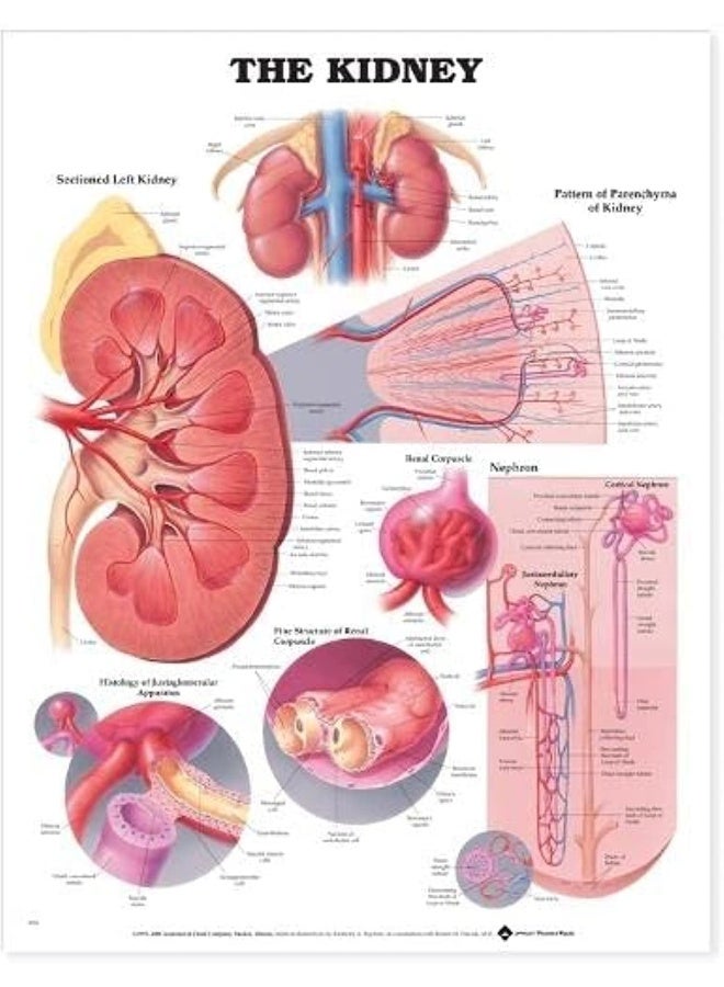 رسم توضيحي تشريحي للكلى - Image 1
