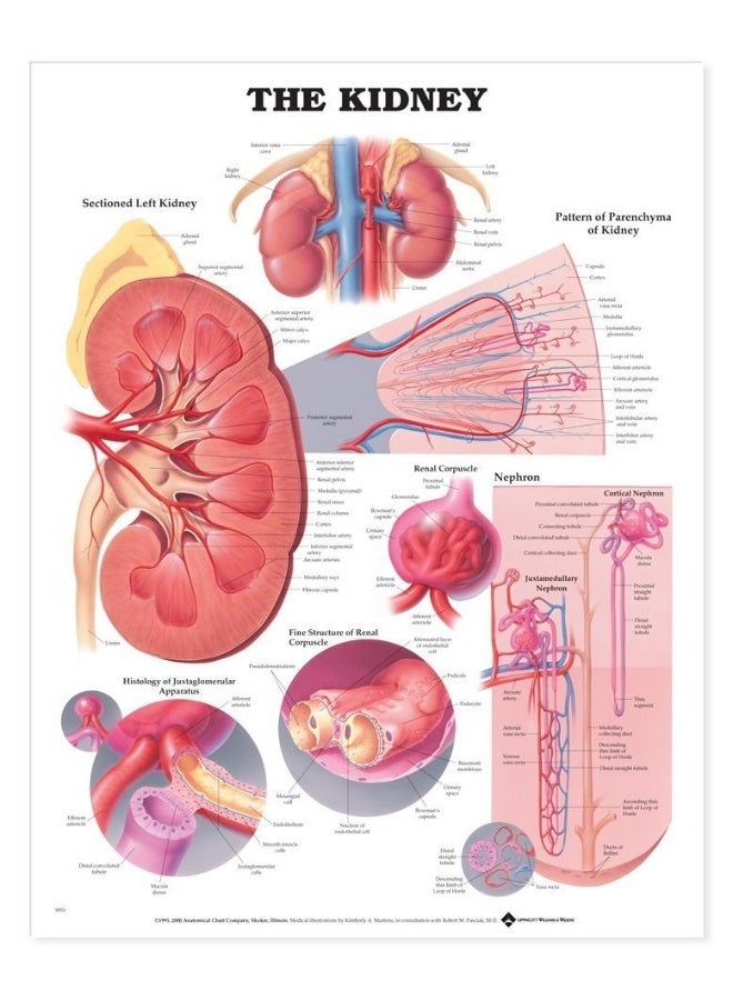 رسم توضيحي تشريحي للكلى - Image 2