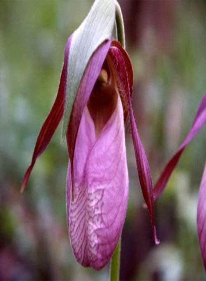 GGOOT 200 Pink Lady's Slipper Flower Seeds - Image 1