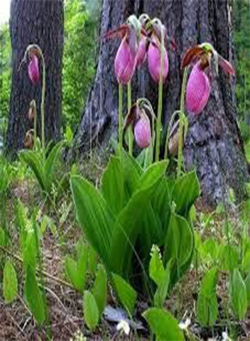 GGOOT 200 Pink Lady's Slipper Flower Seeds - Image 2