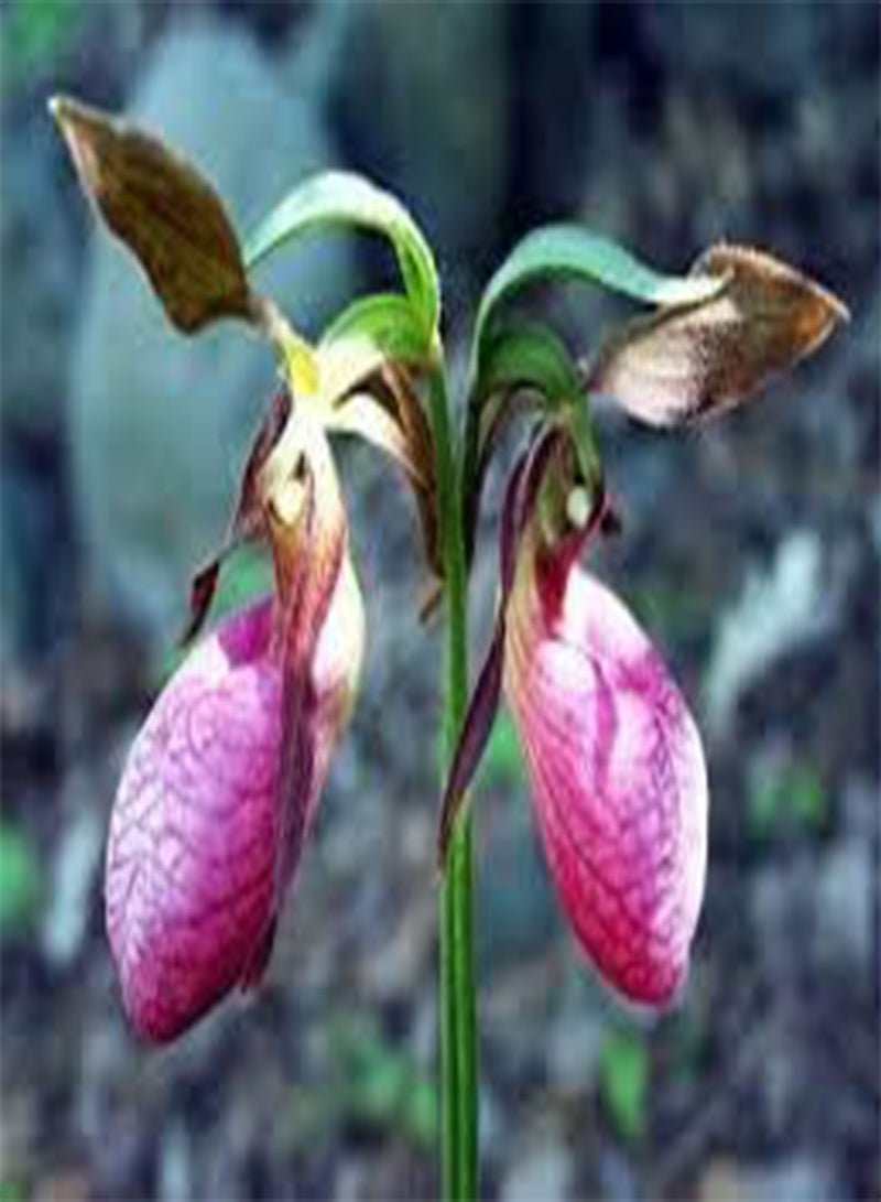 GGOOT 200 Pink Lady's Slipper Flower Seeds - Image 3