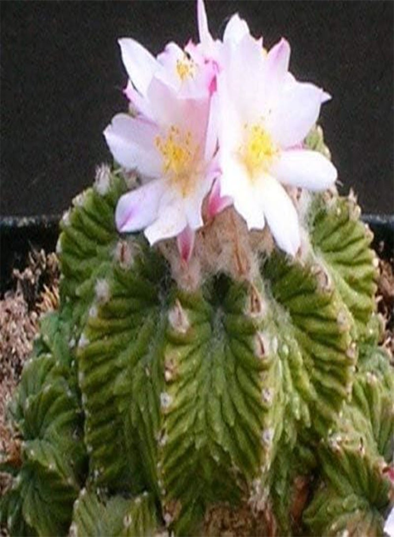 جي جوت 10 قطع من بذور زهرة أزتيكيوم ريتيري - Image 1