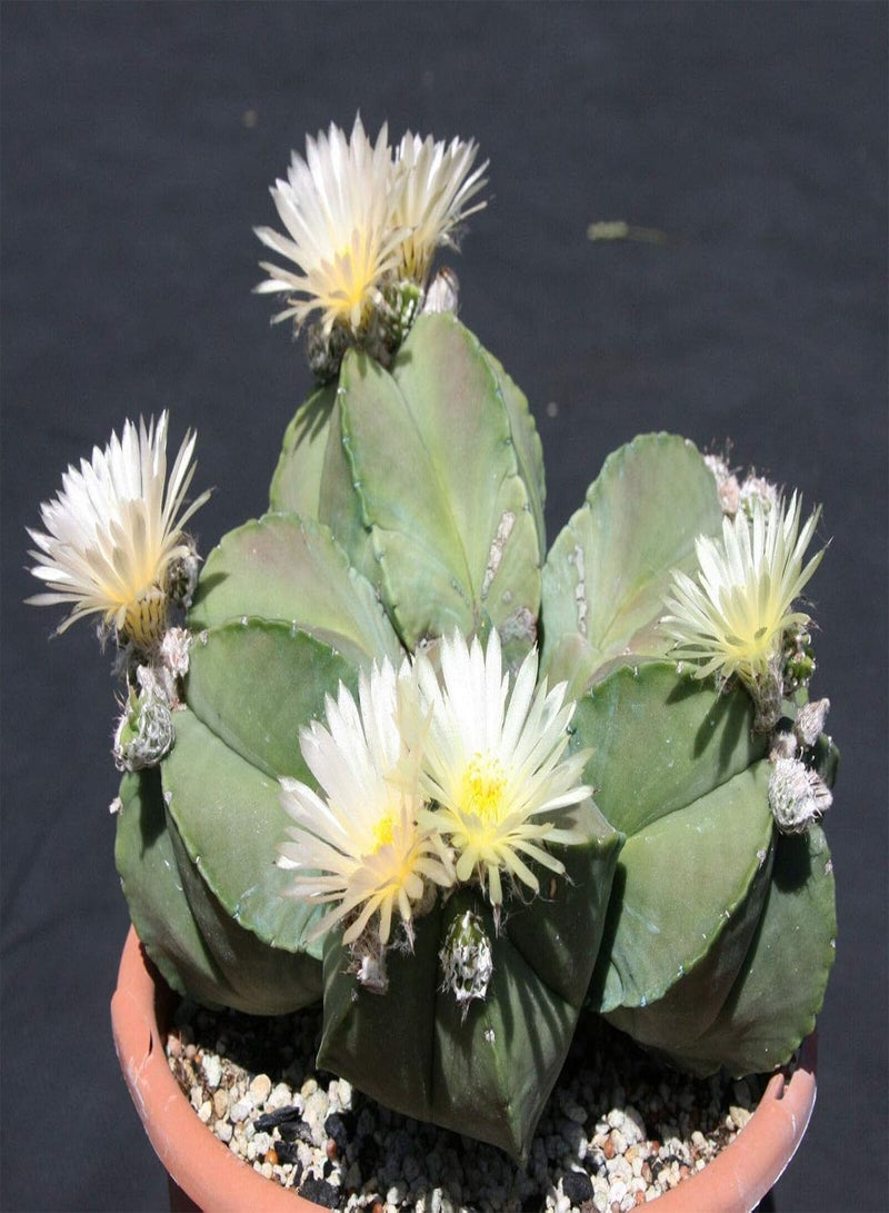 جي جوت بذور الصبار النادر Astrophytum Myriostigma NUDUN المزهرة الغريبة 50 بذرة