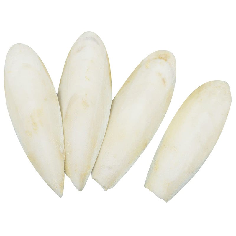 Leikedun 4 PCS Large Cuttlefish Bone (13-16cm), Parrots Chewing Toys, Natural Cuddle Bone for Birds Cage, Reptiles, Tortoises, Snails