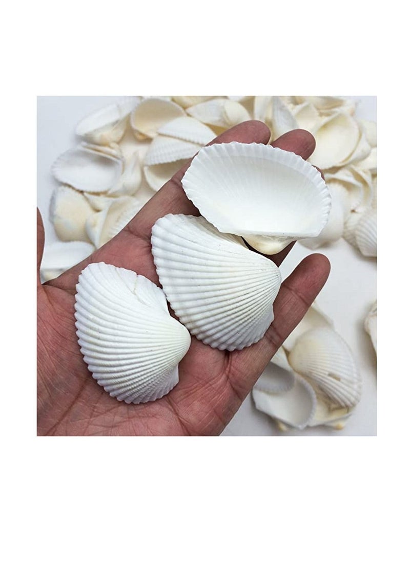 Generic White Ark Clam Sea Shells 350 Gram  Home Decor  - Image 2