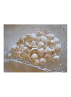 Generic صدفات بحرية بيضاء من آرك، 350 جرام، ديكور منزلي  - Image 1