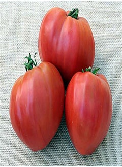 HERITAGE HEIRLOOM HUGE KOSOVO PINK BULL's HEART OX BEEFSTEAK TOMATO SEEDS. CERTIFIED FRENCH ORGANIC GROWER