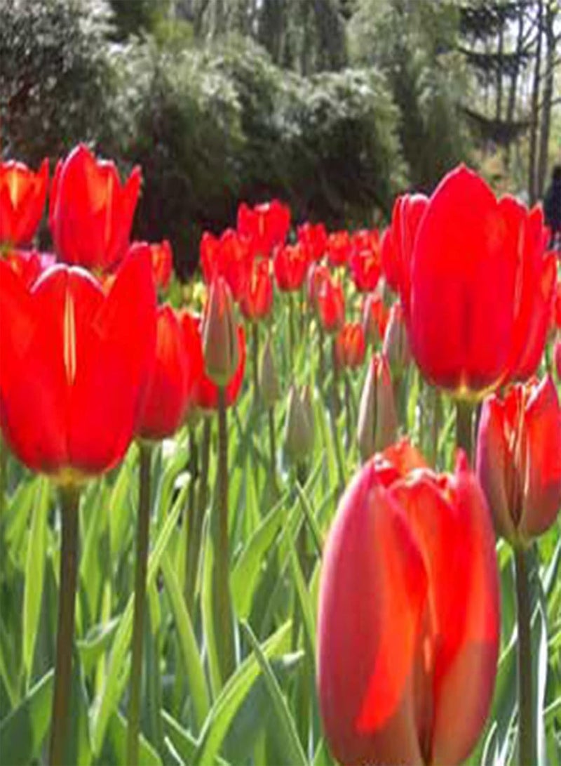 200Pcs Flower Seeds for Planting, Productive Easy to Germinate Attractive Landscaping Mixed Tulip Seeds Easy to Plant,Gardening,Home Decor - Red - Image 5