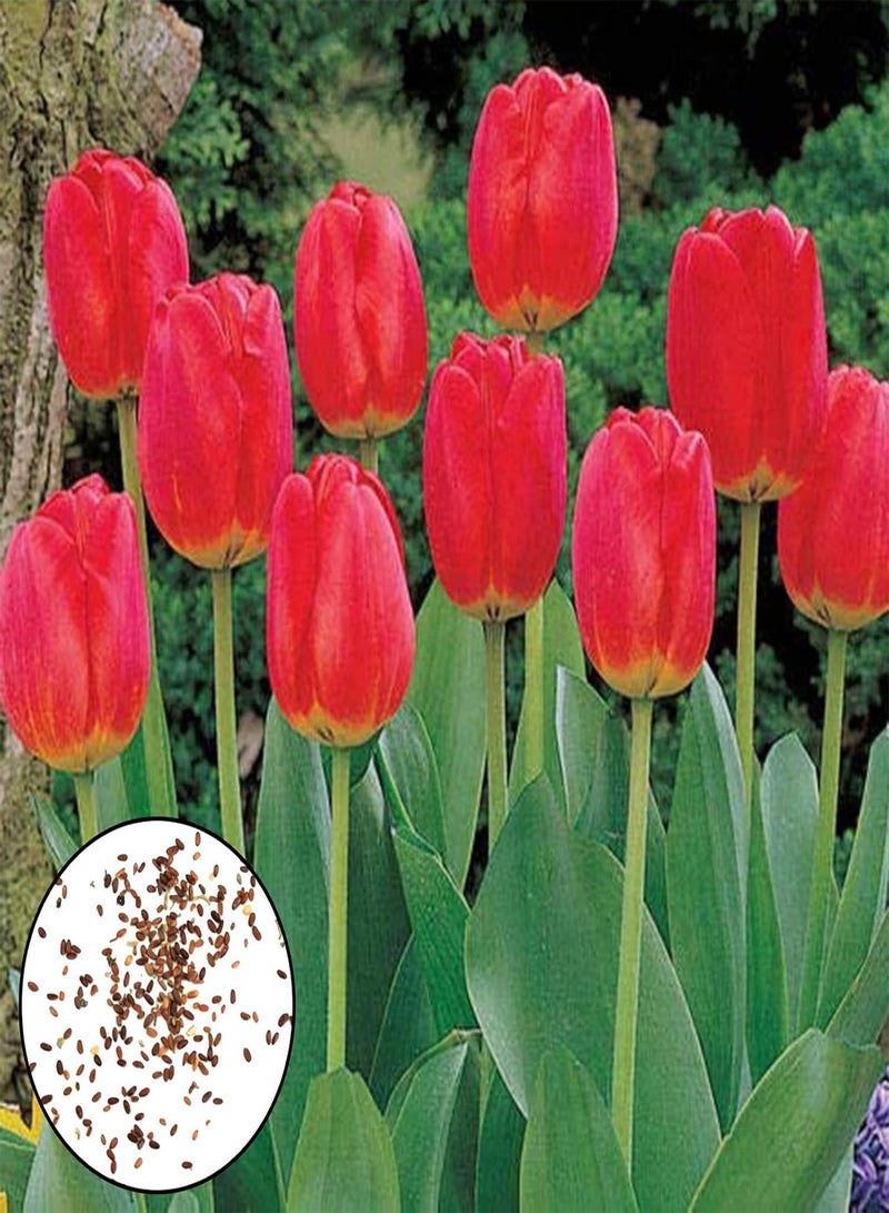 200Pcs Flower Seeds for Planting, Productive Easy to Germinate Attractive Landscaping Mixed Tulip Seeds Easy to Plant,Gardening,Home Decor - Red - Image 1