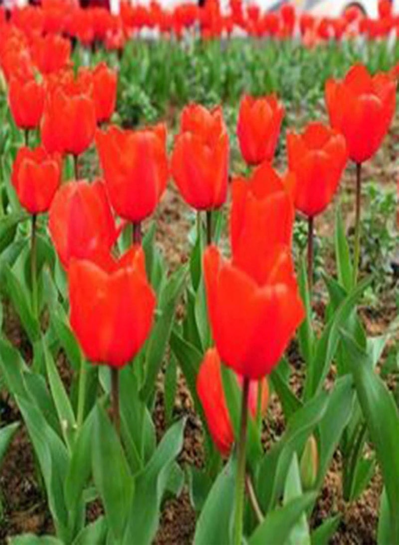 200Pcs Flower Seeds for Planting, Productive Easy to Germinate Attractive Landscaping Mixed Tulip Seeds Easy to Plant,Gardening,Home Decor - Red - Image 4