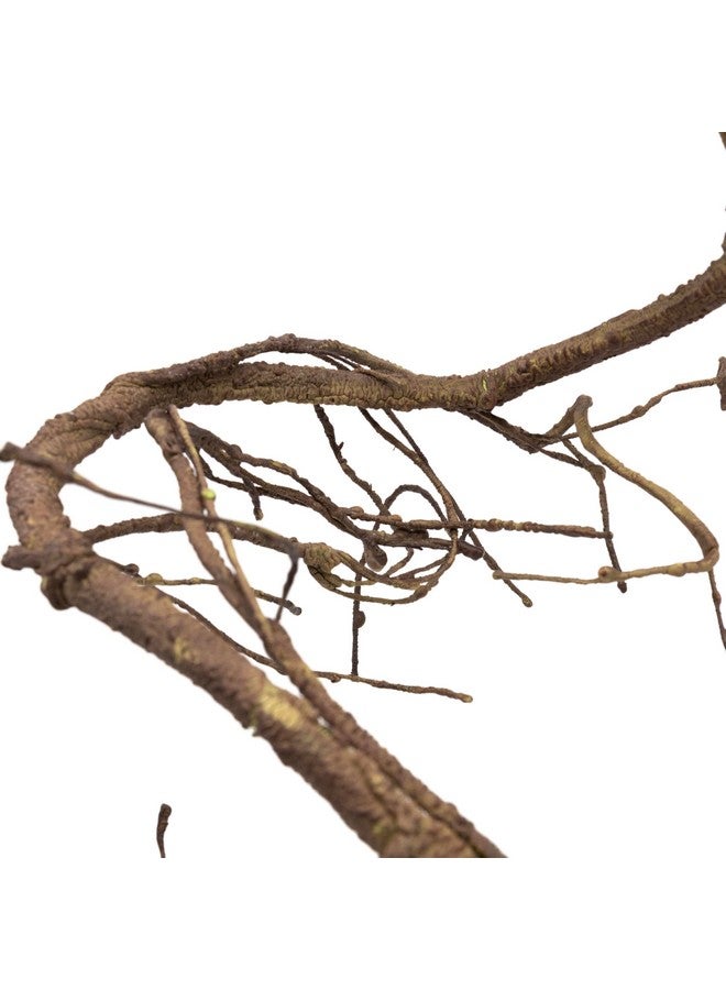 Pangea Pangea Reptile Ultimate Vine for Terrarium Habitat (Brown)  - Image 3