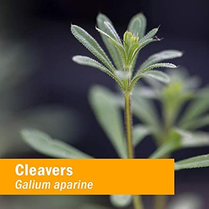 Herb Pharm Cleavers Liquid Extract - 1 Oz (DCLEAV01) - Image 5