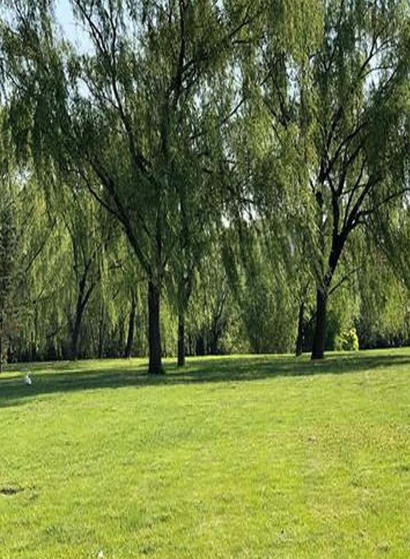 GGOOT 100Pcs/Bag Grass Seed Eco-Friendly Quick Germination Fresh Golf Green Grass Seeds for Home - Green Grass Seed - Image 5