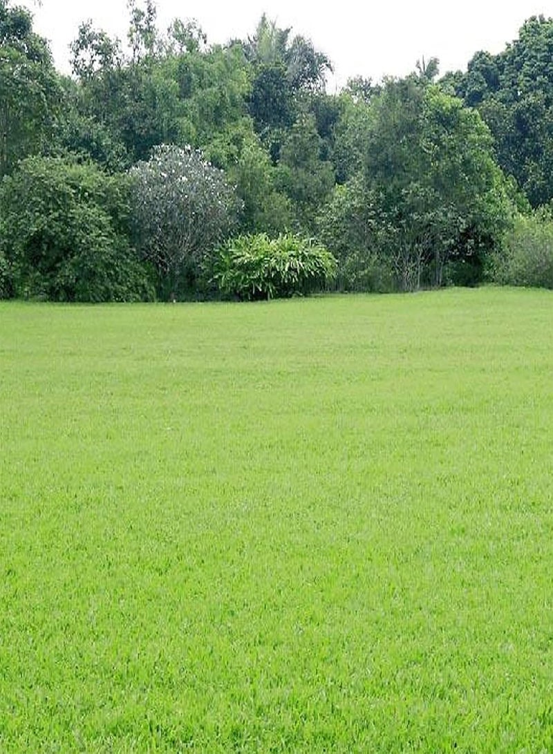 GGOOT 100Pcs/Bag Grass Seed Eco-Friendly Quick Germination Fresh Golf Green Grass Seeds for Home - Green Grass Seed - Image 2