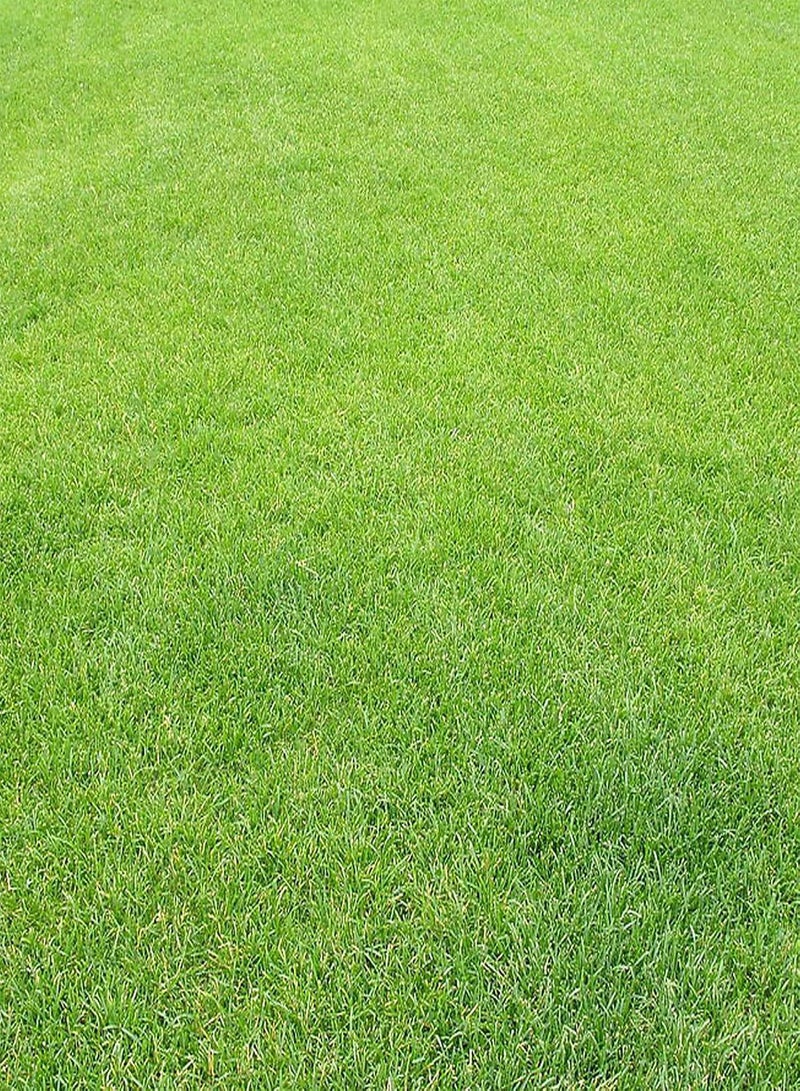 GGOOT 100Pcs/Bag Grass Seed Eco-Friendly Quick Germination Fresh Golf Green Grass Seeds for Home - Green Grass Seed - Image 3