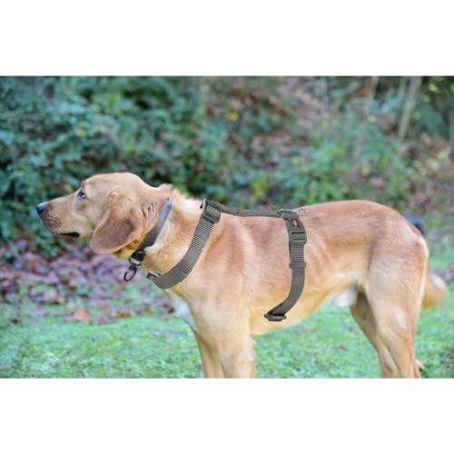 Trixie Premium H-Harness Belt for Dogs, Stylish Design, Adjustable Webbing Tape, Strain Relief, Lightweight & Adjustable Straps (S-M, Graphite) - Image 3