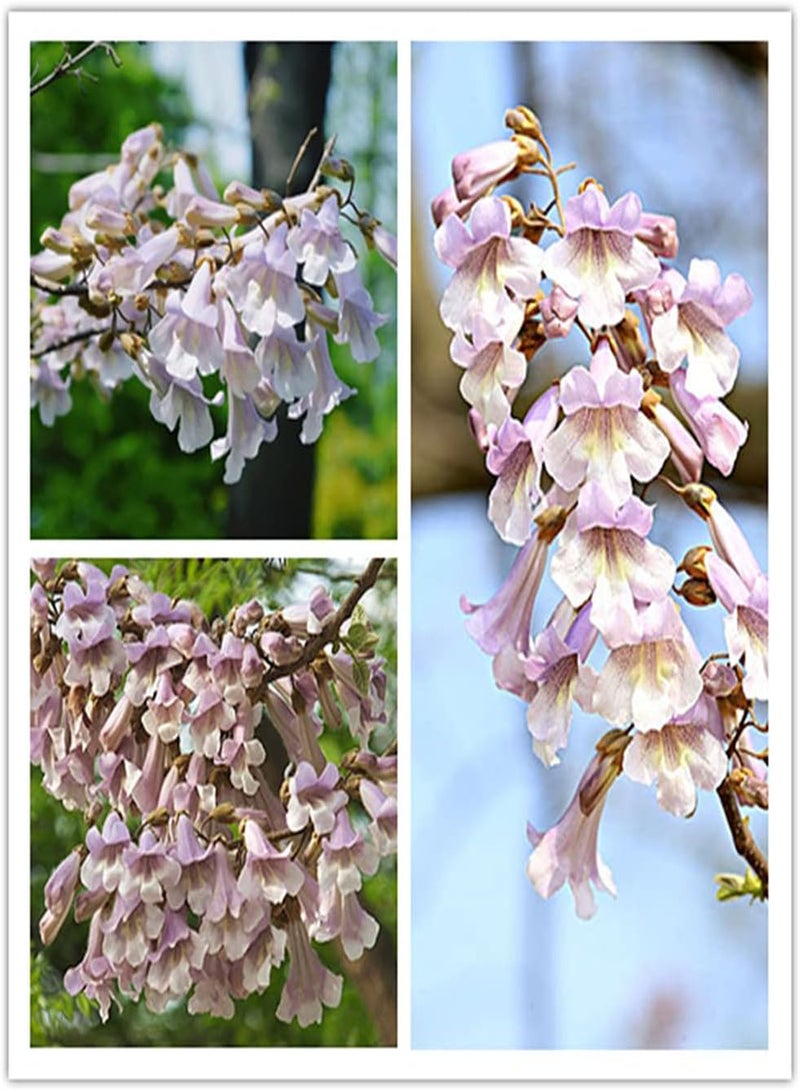 150Pcs Paulownia Seeds Deciduous Tree Beautiful Generous Flowers Natural Garden Decoration Easy Planting Low Maintenance Suitable Beginners