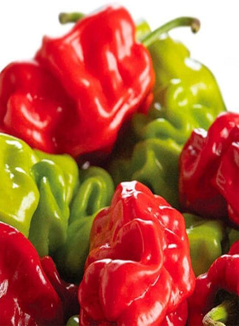 جي جوت بذور ساخنة (CHK) (DRAGON'S TOE F1، 10 بذور)