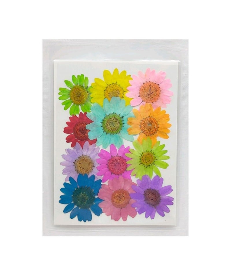 Artool Pressed Flower for Resin Art, Decoration, Art & Craft DIY Resin Art Jewelry, Pack of 1 -Diasy Flower Set of 12 - Image 1