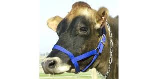 BLESSING PET SUPPLY Cow Horse Nylon Hulter CowBuffaloBull Nylon Mohri Mohra - Image 2