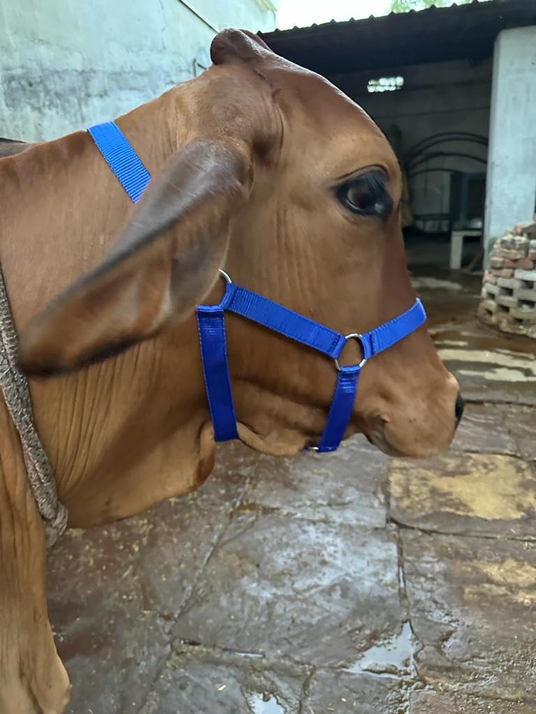 BLESSING PET SUPPLY Cow Horse Nylon Hulter CowBuffaloBull Nylon Mohri Mohra - Image 5