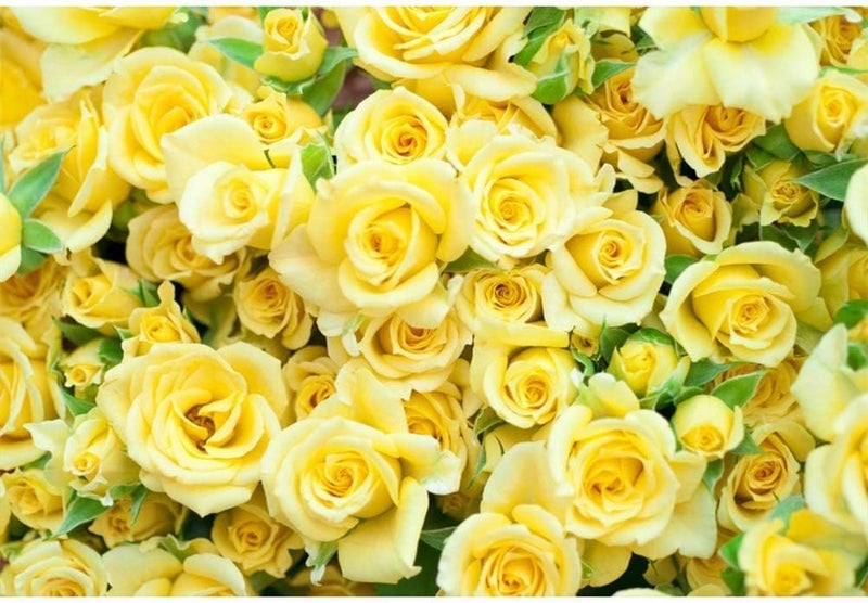 Laeacco 10x8ft Graceful Yellow Rose Flower Wall Vinyl Photography Backdrop Wedding Photo Background Bridal Shower Banner Bride Portraits Shoot Props House Decoration Wallpaper Greeting Card - Image 4