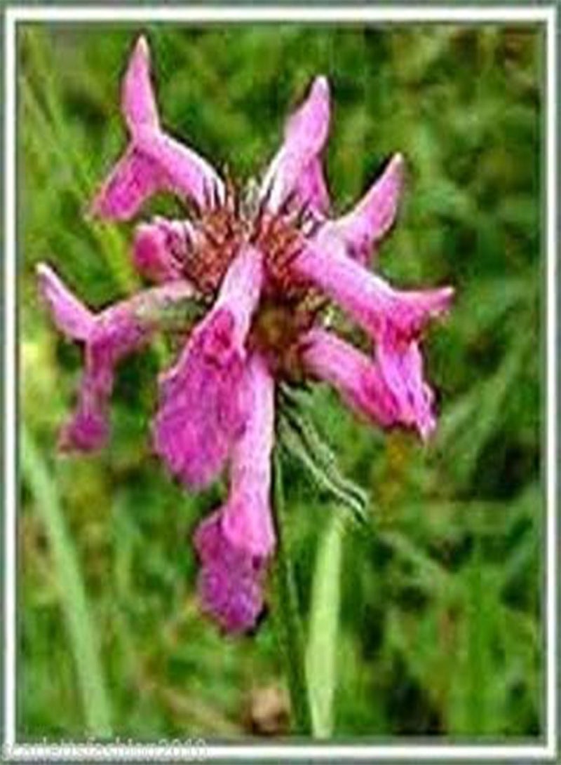 GGOOT Wild Flower Herb Betony Stachys Officinalis Perennial Cottage Garden 100 Seeds