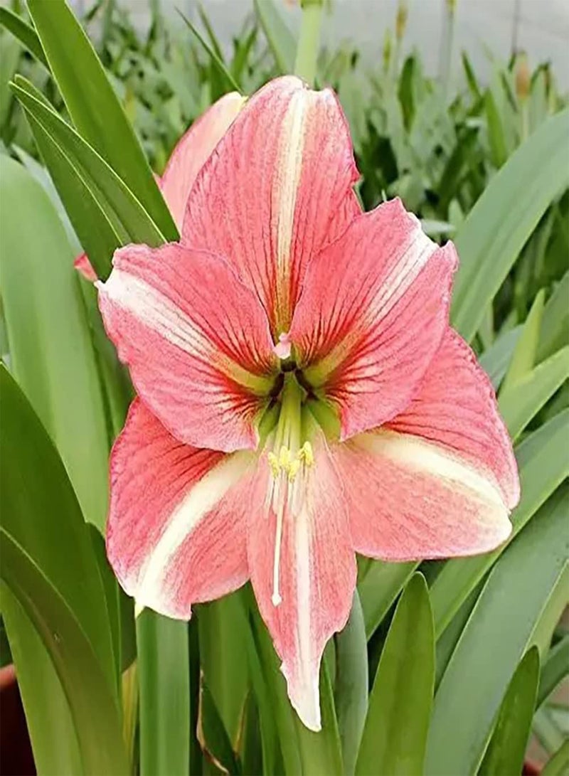 GGOOT 2pcs Mixed Color Amaryllis seeds Enjoy the fun of planting Special Variety Strong adaptability - Image 1