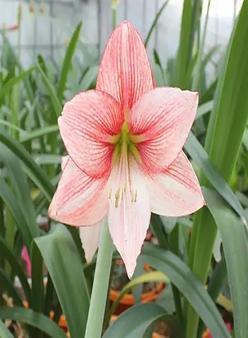 GGOOT 2pcs Mixed Color Amaryllis seeds Enjoy the fun of planting Special Variety Strong adaptability - Image 2