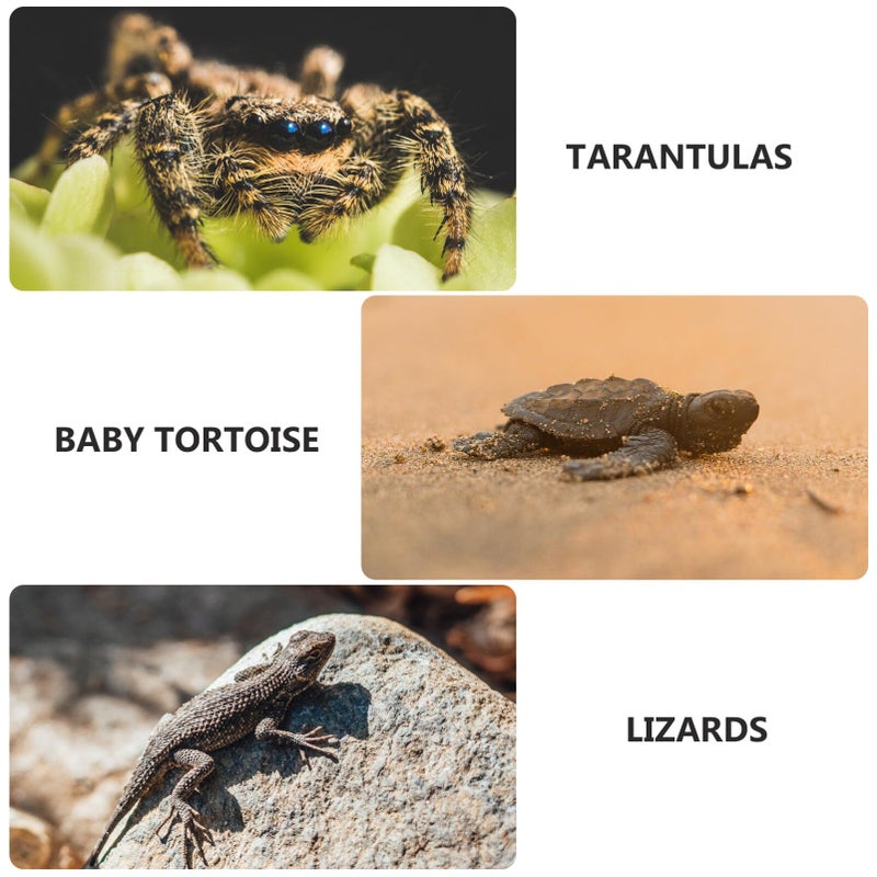 Transparent Plastic Reptile Hideout Box for Lizard Spider Turtle Scorpion Tarantula White - Image 5