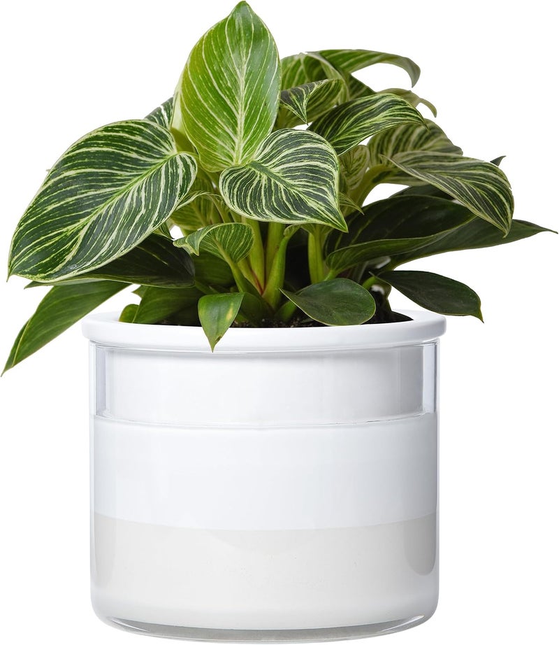 Phoenix Vine 6 Inch Self Watering Planter, Design White Terracotta Pot for Plants, Indoor Cylinder Terra Cotta Pot with Glass Vase, Set of 1, 51-B-F-1 - Image 1