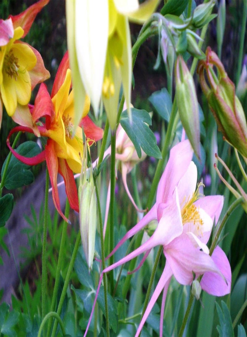 GGOOT - 150+ Columbine Granny's Bonnet Aquilegia - Flower Mix - Image 4